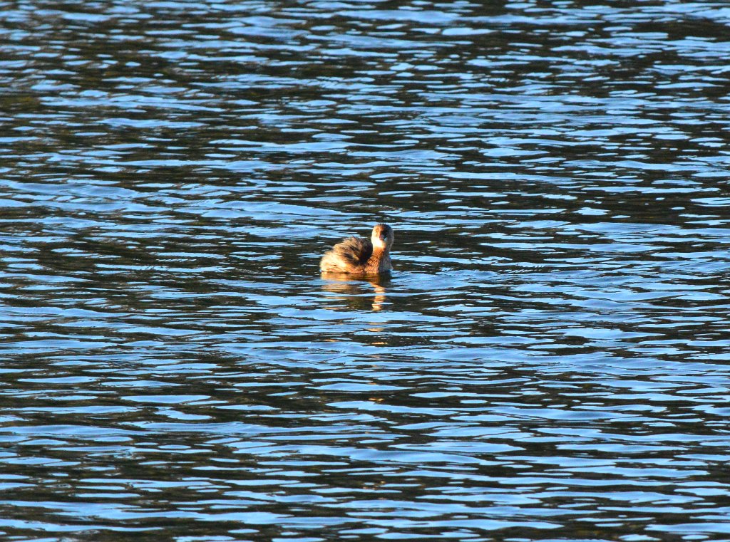 Pied Billed Grebe.JPG - Pied-billed Grebe. Photo by Tim Farek